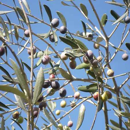 Prato A Baldo Bauernhof *